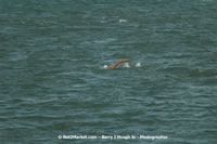 DSC_0484.jpg (53,095 bytes)