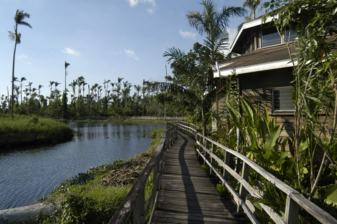 Negril Royal Palm Reserve Eco-Tourim Attraction - Negril Travel Guide, Negril Jamaica WI - http://www.negriltravelguide.com - info@negriltravelguide.com...!