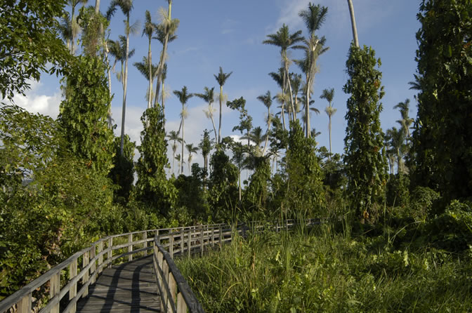 Negril Royal Palm Reserve Eco-Tourim Attraction - Negril Travel Guide, Negril Jamaica WI - http://www.negriltravelguide.com - info@negriltravelguide.com...!